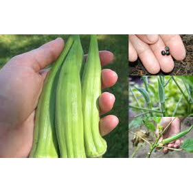Deal 1K - 10 Hạt giống Đậu Bắp Xanh - Tập trồng rau