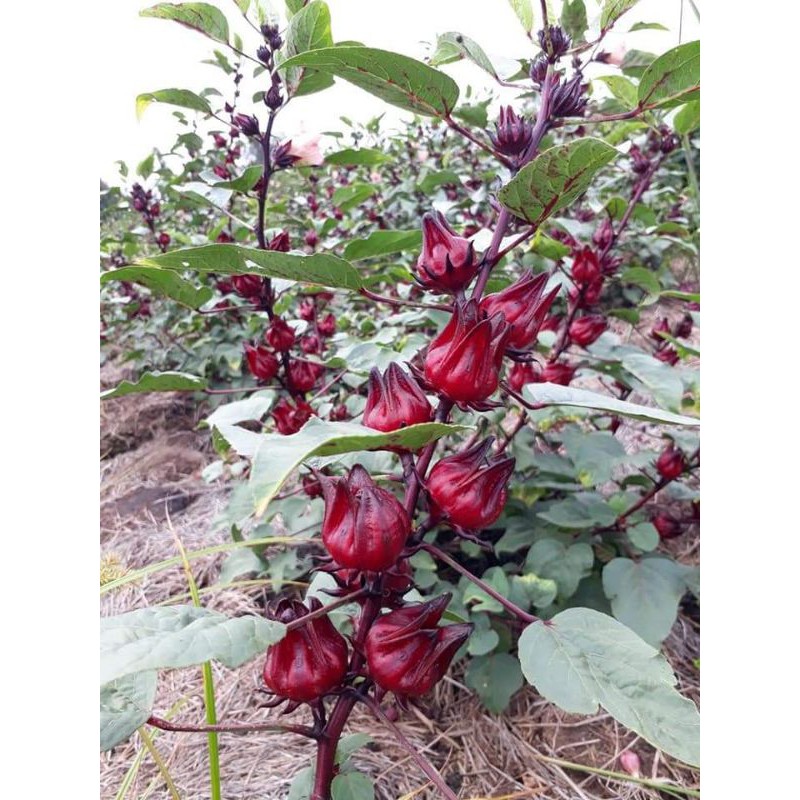 Sỉ sll Hoa Atiso đỏ tươi ĐỒNG THÁP_ Nguyên hạt 1kg