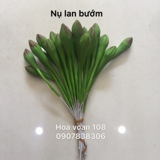 Nụ lan bướm- nụ hoa lan