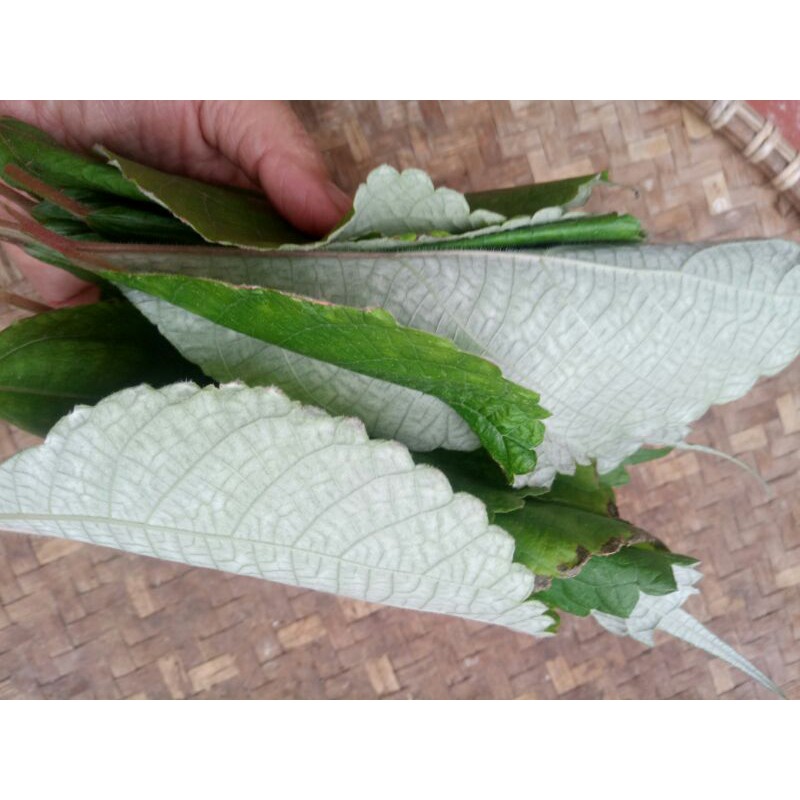 Lá gai tươi 500g
