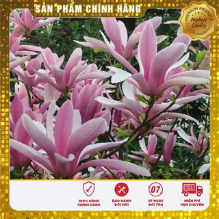 Hạt Giống Hoa Mộc Lan 3 Hạt