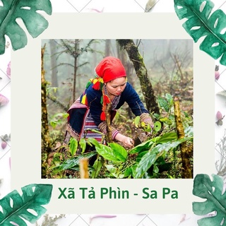 Lá Xông Tắm Dao Đỏ Sau Sinh - Chính Gốc Xã Tả Phìn - Sa Pa, Món Quà Thiên Nhiên Cho Các Mẹ Mau Phục Hồi Sức Khỏe