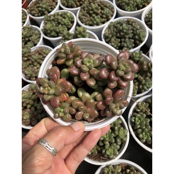 Sen đá Sedum Kẹo 11cm