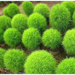 100h Hạt Giống Cỏ Đổi Màu