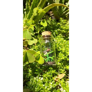 [Identity V] Phụ kiện của Mercenary- Bottled Firefly