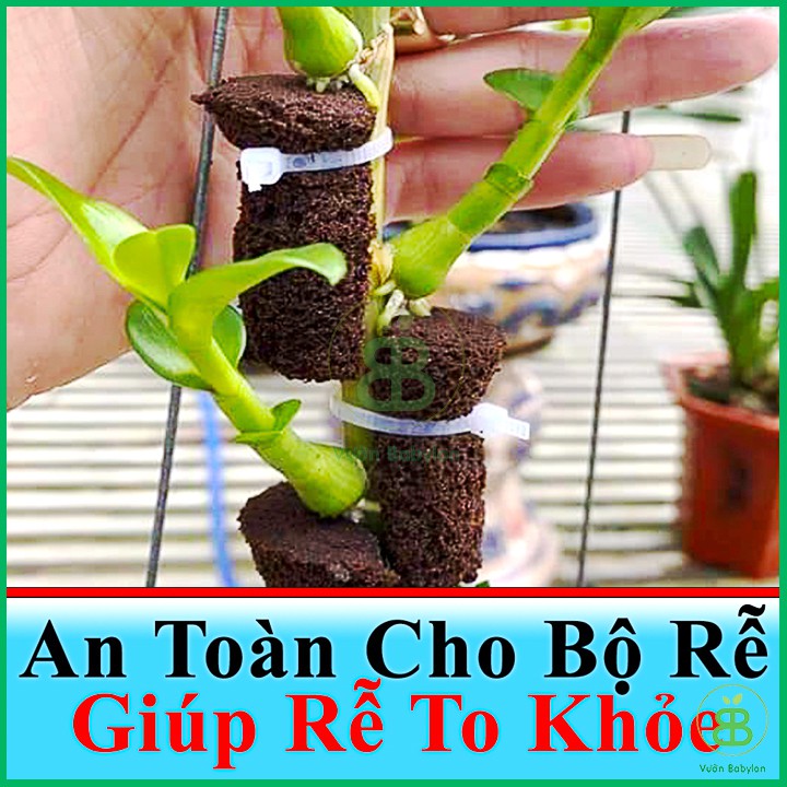 Viên Mút Ươm Kie Hữu Cơ Dành Cho Hoa Lan Phi Điệp Peatmoss Hà Lan