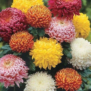 Bộ 3 gói hạt giống hoa cúc đại đóa nhiều màu (TẶNG gói kích thích hạt nảy mầm)