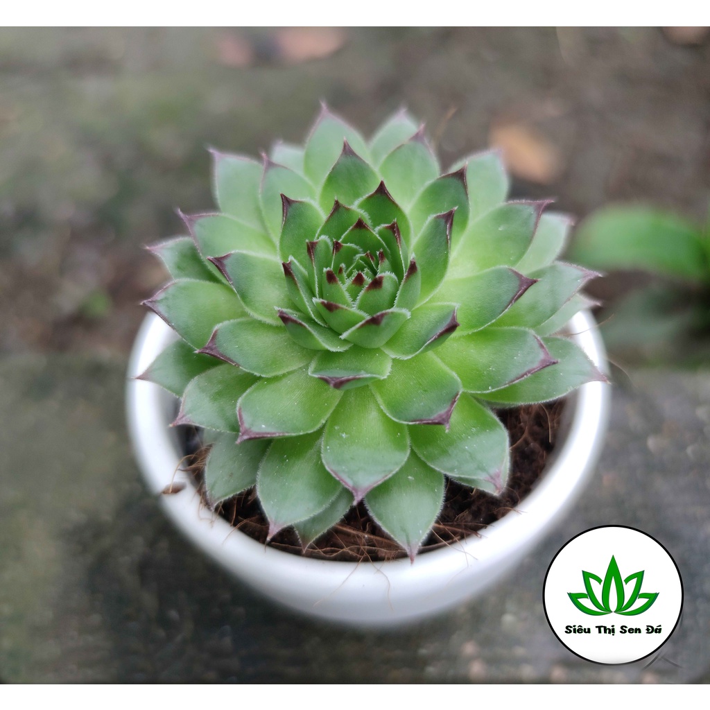 Sen Đá Phật Bà Đà Lạt Đã Thuần Khí Hậu Size Bầu Đường Kính 4-6cm
