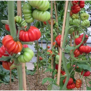 💥hạt giống cà chua múi khổng lồ Mỹ ❤️☘️Ngon Đặc Biệt❤️💥 rất dễ trồng