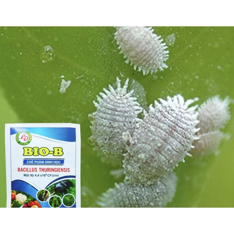 Combo Bio-B và bám dính sinh học, trị trĩ nhện rệp, sùng đất, tuyến trùng, bọ cánh cứng hoa hồng