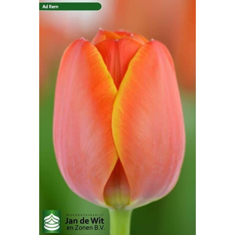 Củ hoa Tulip - Đủ 5 màu - cho hoa tết Nguyên Đán 2020 - Rau&Hoa Shop
