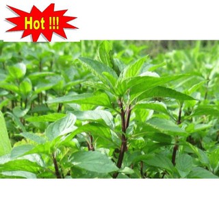 Hạt Giống Rau Húng Quế 2g