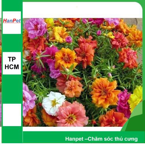 HCM- (HOA TRONG NHÀ) Hạt giống hoa Mười giờ Mỹ- (gói 20 hạt)Thuần hóa Phù hợp khí hậ