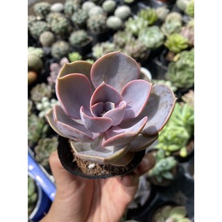 Sen đá Hồng Dâu 5cm