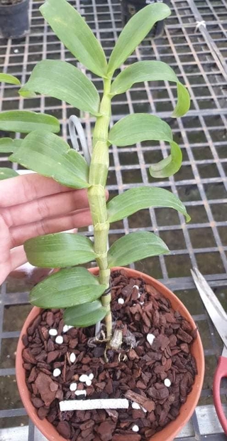Phi điệp đột biến PHÙ TRÌ CHẤT LƯỢNG UY TÍN