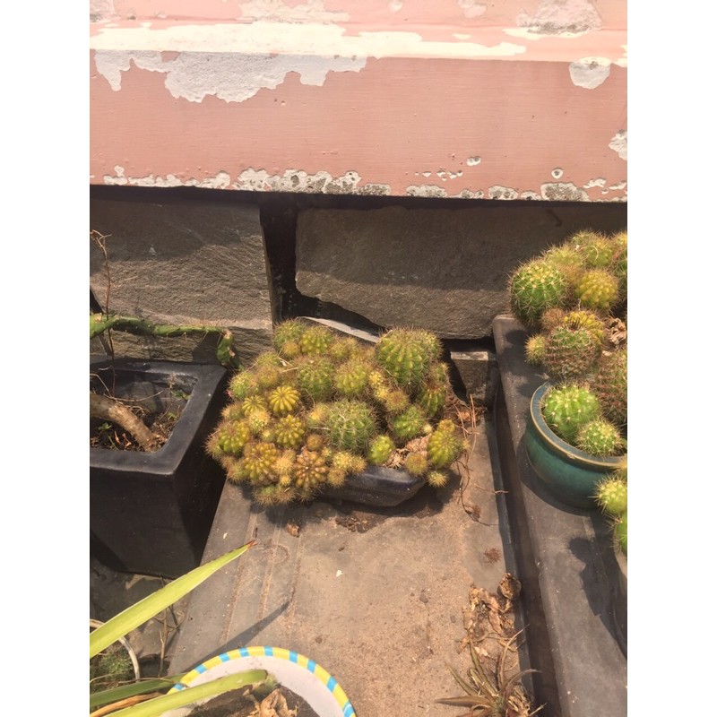 Xương rồng bí xanh