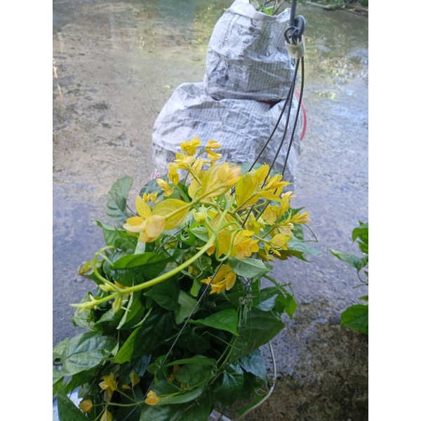 Cây lan hoàng dương