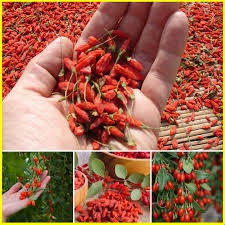 Hạt giống câu kỉ tử