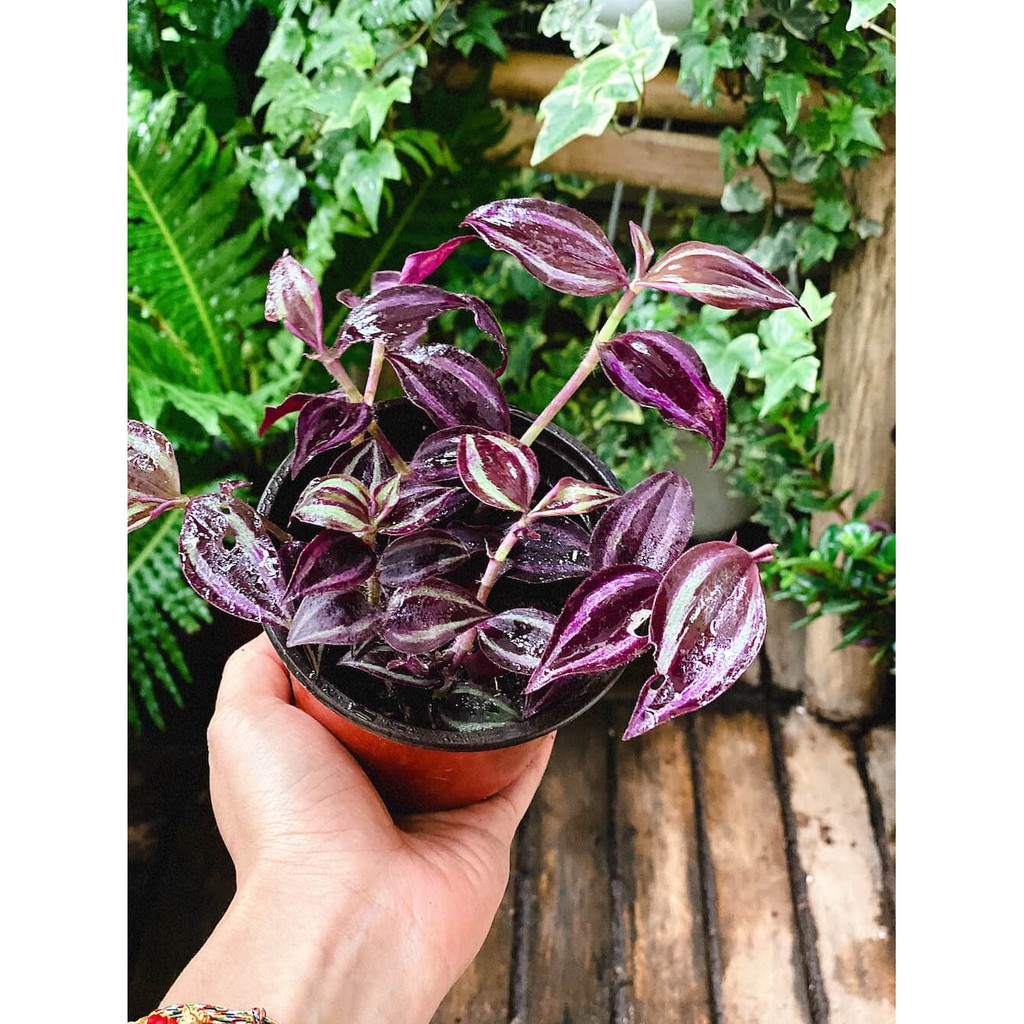 Cây Tradescantia Zebrina 'Deep Purple' (Thài Lài Siêu Tím Deep Purple) (không phải Thài Lài Tím Thường) chậu nhựa 10cm