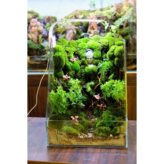 Rêu sao, rêu trồng bán cạn, rêu terarium ,rêu đắp bon sai, tiểu cảnh xanh đẹp