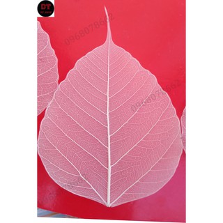 Xương lá bồ đề size to
