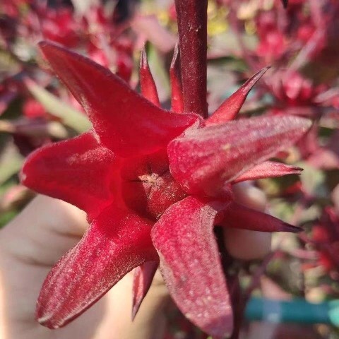 Hạt giống Atiso đỏ - 20 hạt, hoa bụp giấm Seed Land