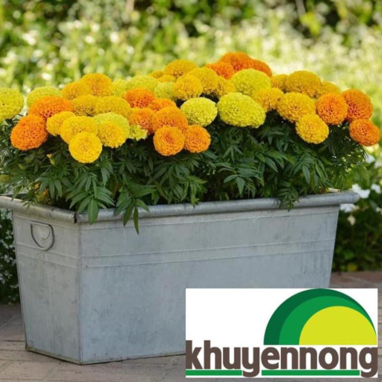 hạt giống cúc vạn thọ lùn 50 hạt