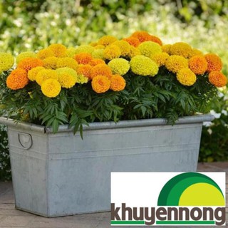 Hạt giống cúc vạn thọ lùn 50 hạt