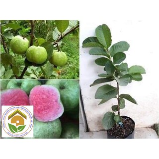 Cây giống ổi Ruby ruột đỏ