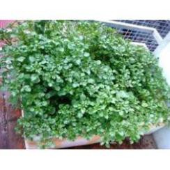 400 hạt giống rau cải xoong