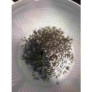 Đèn bắt muỗi, côn trùng Dynatrap Ultralight DT150-TUN [Hàng Đức chính hãng]