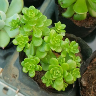 Sen đá sedum hoa hồng xanh nhí