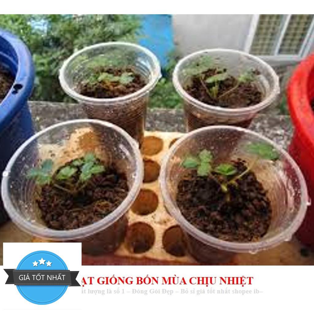 Hạt giống Dâu tây Nhật quả TO, siêu ngọt