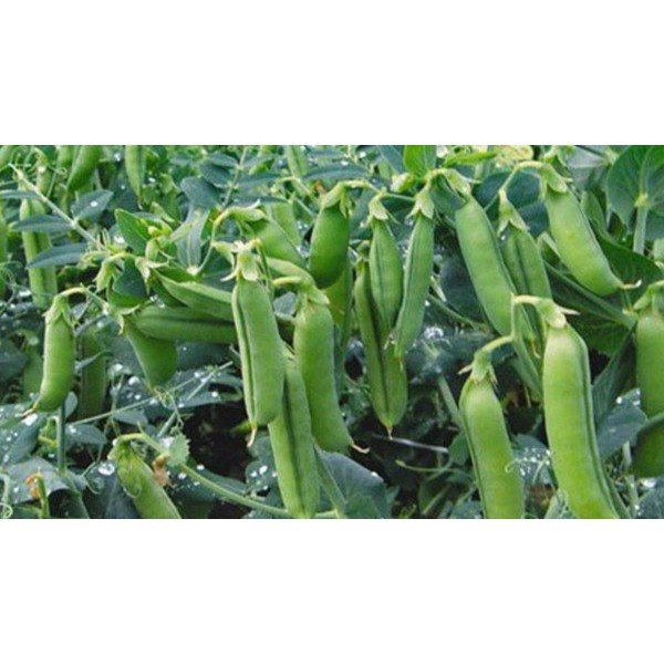 Hạt giống đậu Hà Lan cao sản 50gram/400 hạt