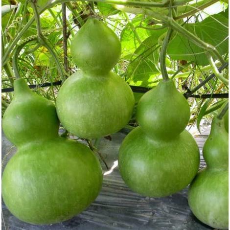 Hạt Giống Bầu Hồ Lô Quả TO F1  - Dễ Trồng, Năng Suất Cao - MUA 3 TẶNG 1 CÙNG LOẠI