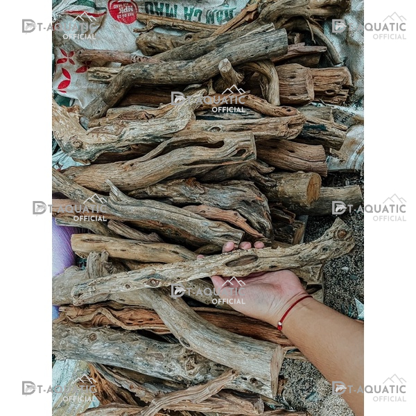 Lũa Linh Sam Thẳng - (1kg) Dùng Để Setup Bể Thủy Sinh, Layout Phong Cách Rừng Cực Đẹp và Tự Nhiên