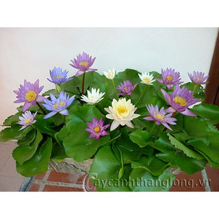 Hạt giống súng mini - 5 hạt