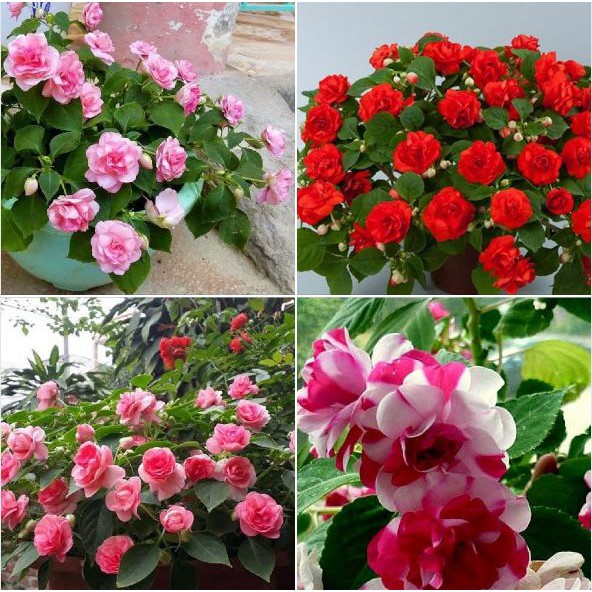 Hạt  giống hoa ngọc thảo kép mix 5 hạt/gói