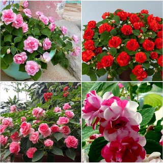 Hạt giống hoa ngọc thảo kép mix - 5 hạt (TẶNG gói kích thích hạt nảy mầm)
