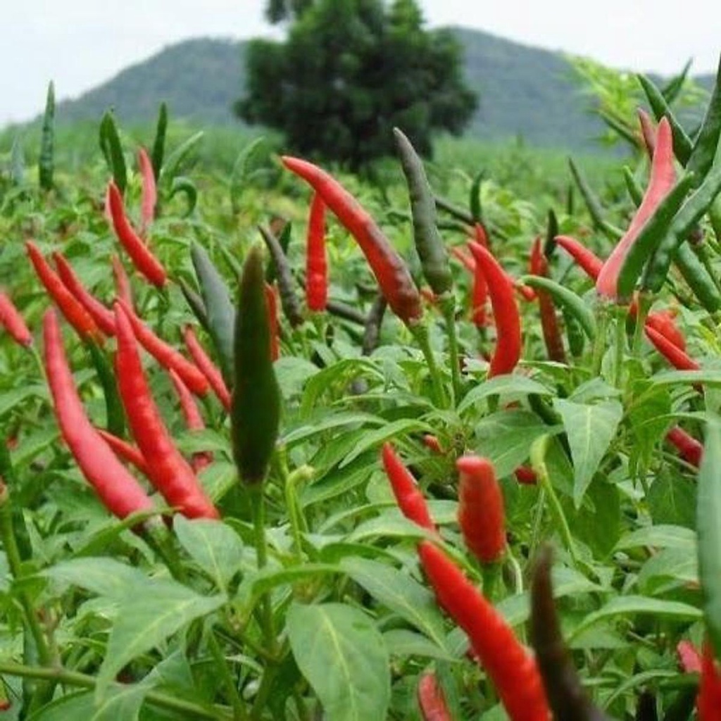 HẠT GIỐNG ỚT HIỂM LAI VA99999 TÚI 0.5G - NĂNG SUẤT CAO