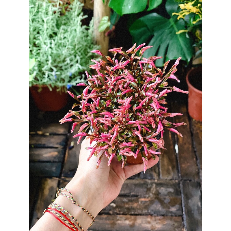 Cây Photinia Little Fenna (Hồng Diệp Thanh) chậu nhựa