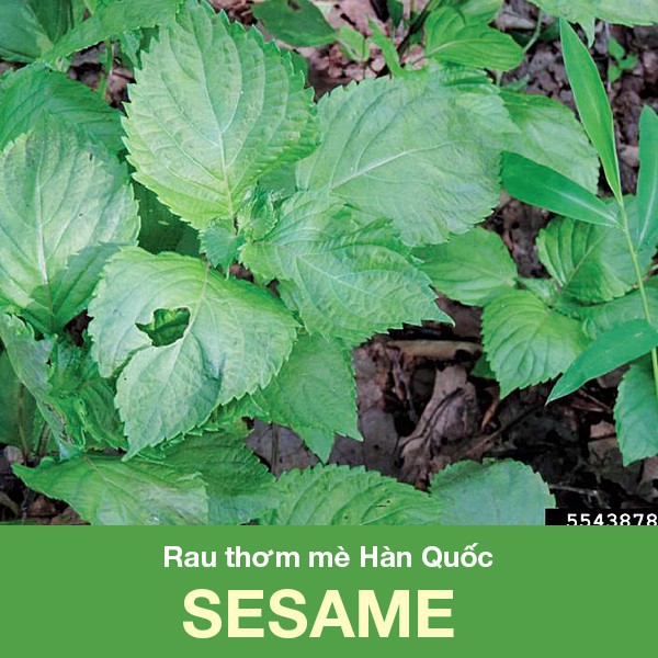 Hạt giống rau thơm rau mè Hàn Quốc SESAME (0.5gr) (Vườn Sài Gòn - Vuon Sai Gon)