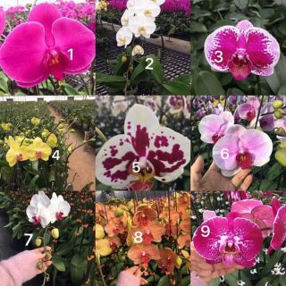 Hoa lan hồ điệp đại giống