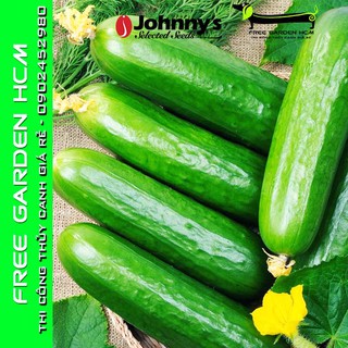 COMBO 25 HẠT DƯA LEO (DƯA CHUỘT) DIVA - Johnny’s Seed – Mỹ