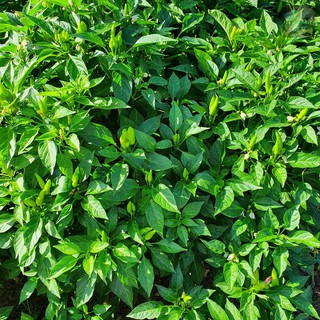 Hạt giống ớt xiêm siêu cay năng suất