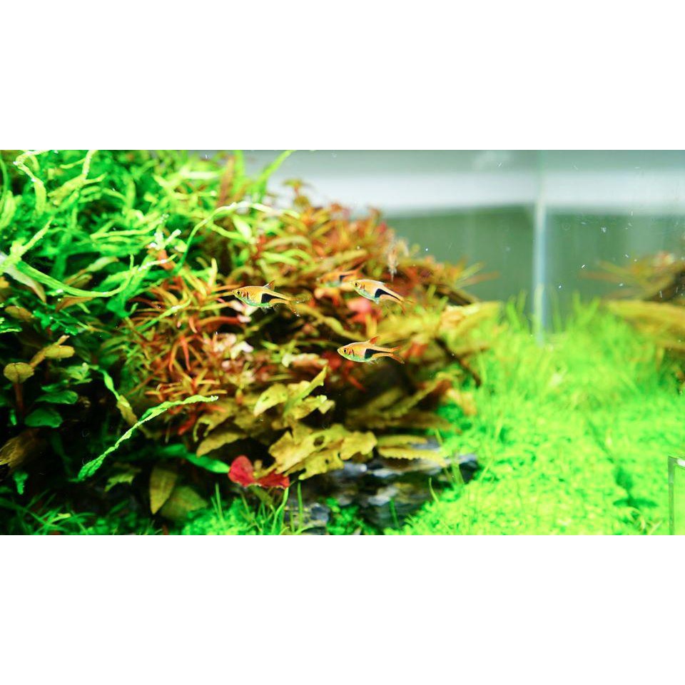 ĐÈN LED CHIHIROS A2 SERIES