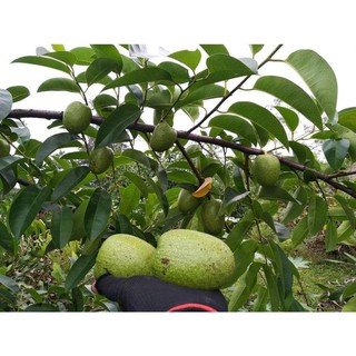 Hạt cây Bình bát làm giống