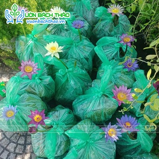 Bụi CÂY HOA SÚNG (chỉ giao hỏa tốc)