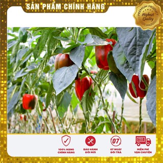 Hạt Giống Ớt Chuông Ngọt Đỏ-10 hạt