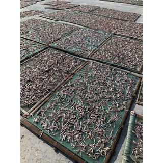 Cá Trỏng Cơm Khô (gói 500g)